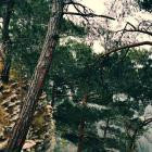 Eternal Meadows-The Trees Breathe Slowly- AMEP404 -24BIT-WEB-FLAC-2026-BABAS