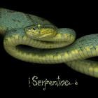 Kiss Nuka - Serpentine EP