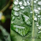 John Plaza-Bosque- LL001 -16BIT-WEB-FLAC-2022-BABAS