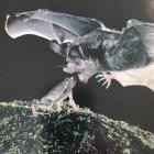 You Whistle I'll Shoot - Carta Lethargic