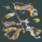 Emily Jeanne - Versions Vol  1