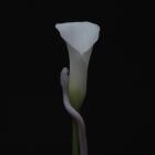 Animals As Leaders-Parrhesia-24BIT-48KHZ-WEB-FLAC-2022-FLACCiD