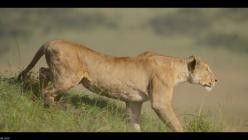 Lion.Die.Loewen-Saga.S01E03.GERMAN.DL.DOKU.1080p.WEB.h264-HAXE
