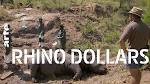 Rhino Dollars - Nashörner im Visier