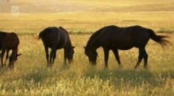 Welt der Tiere - Winnetous Pferde