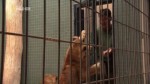 Berliner Zoo Babys E08 