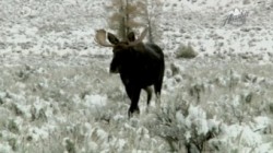 Yukon Men Ueberleben in Alaska S02E07 Aalfang