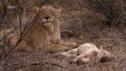 Expeditionen ins Tierreich Weisse Loewen Afrikas seltene Jaeger