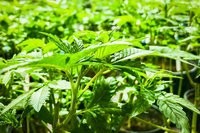 Cannabis auf Rezept - Eine unterschätzte Gefahr ?